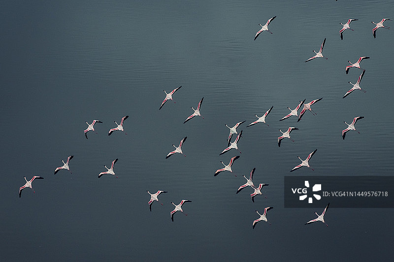 在肯尼亚马加迪湖蓝绿色背景下飞行的火烈鸟的美丽特写图片素材