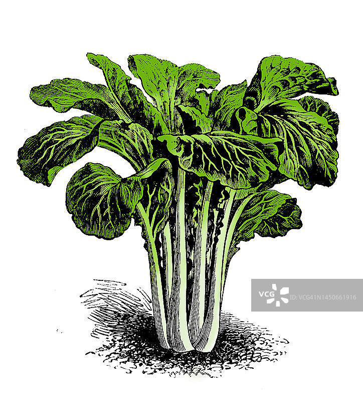 蔬菜植物古色古香雕刻彩色插图:白菜(芸苔)图片素材