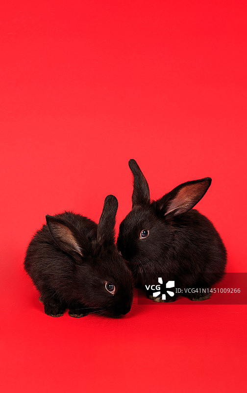 特写两个可爱的黑兔子孤立在红色背景。婴儿的动物。农场。小兔子。圣诞贺卡。一对动物。爱。情人节假期。复活节和中国历法的象征图片素材