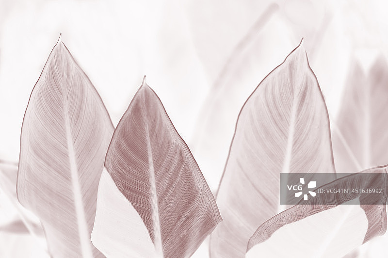 热带树叶-颜色转换为粉棕色图片素材