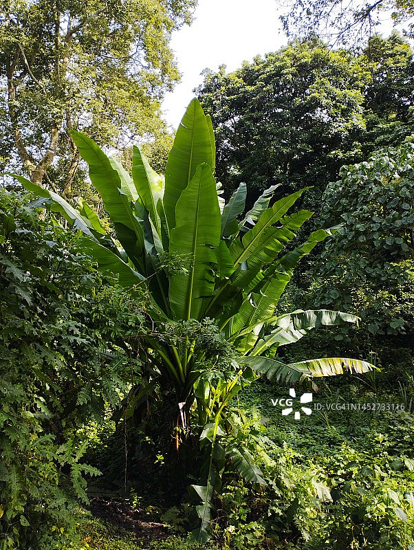 热带雨林中的野生香蕉树图片素材