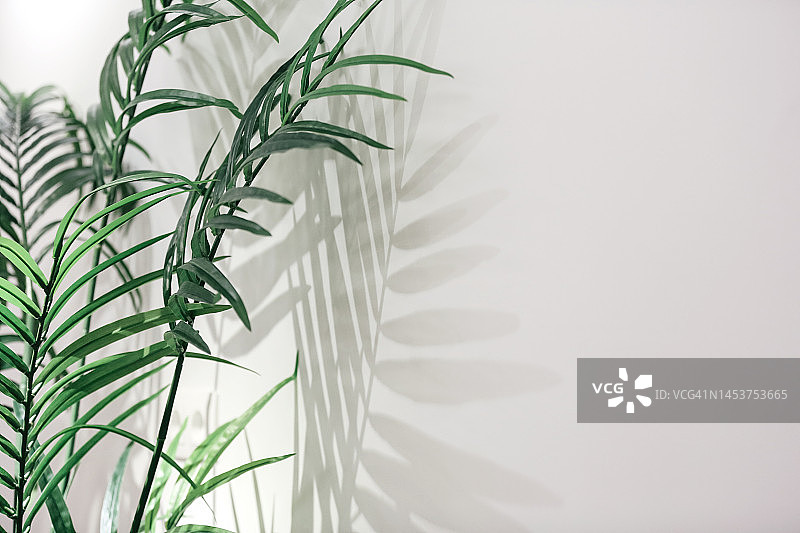 绿色盆栽紫菀室内植物对白色墙壁背景，光和阴影轮廓图片素材