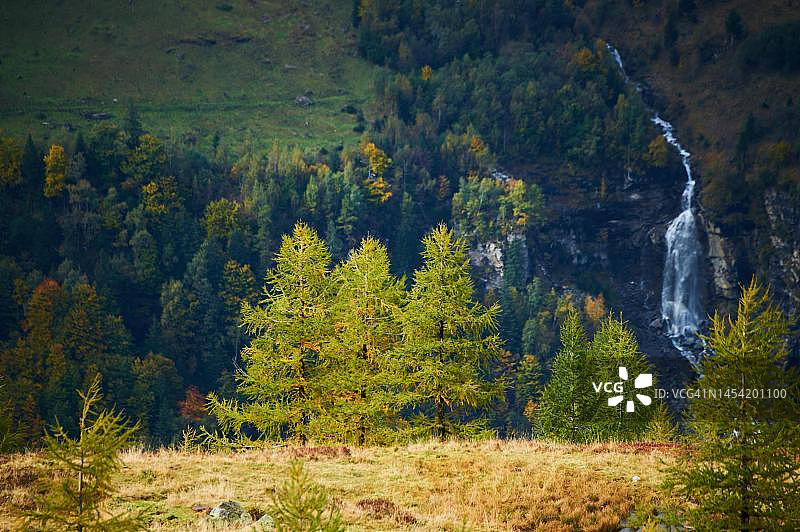 欧洲落叶松(落叶松)在山在Hochalpenstrasse, Pinzgau，萨尔茨堡，奥地利图片素材