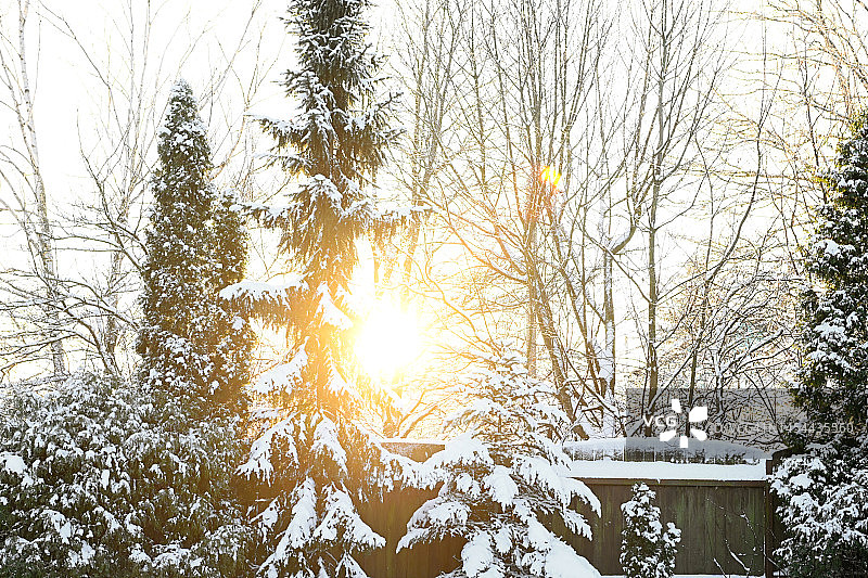 后院花园里的树被雪覆盖着图片素材
