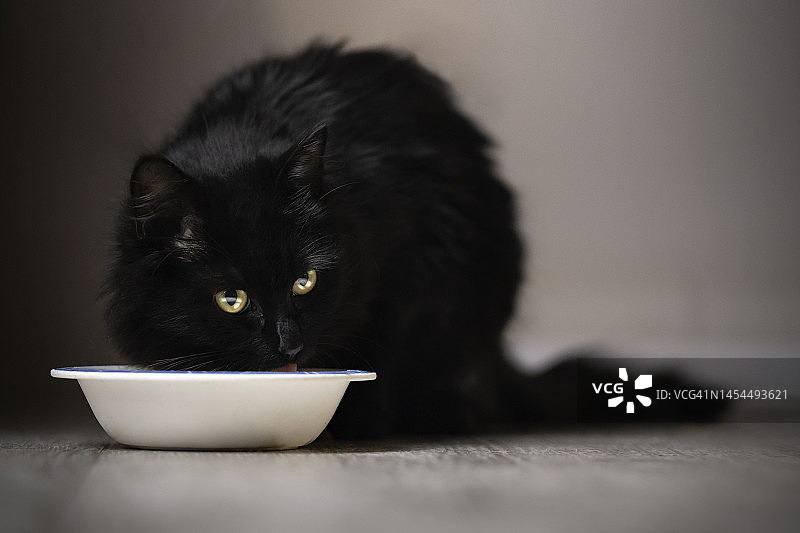 黑猫吃着碗里的食物图片素材