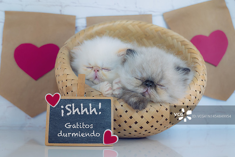 两只可爱的喜马拉雅小猫咪睡在情人节装饰的乡村篮子里，上面用西班牙语写着“嘘，睡着的小猫”:嘘，GATITOS DURMIENDO图片素材