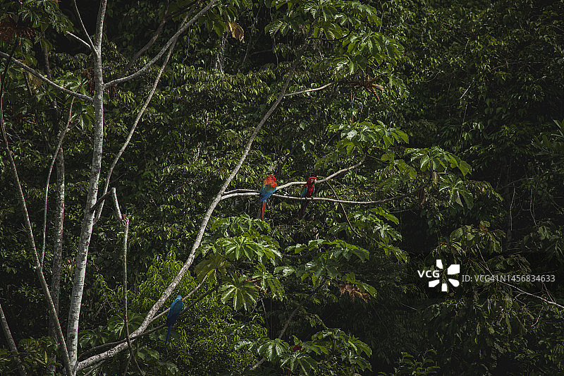 坦博帕塔国家保护区的野生动物图片素材