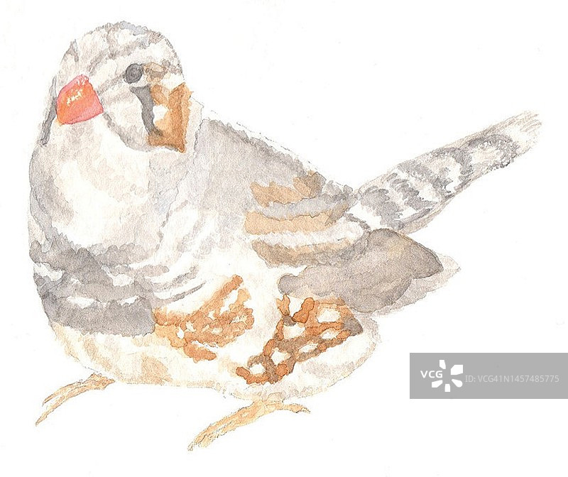 澳大利亚本土鸟类，斑胸草雀图片素材