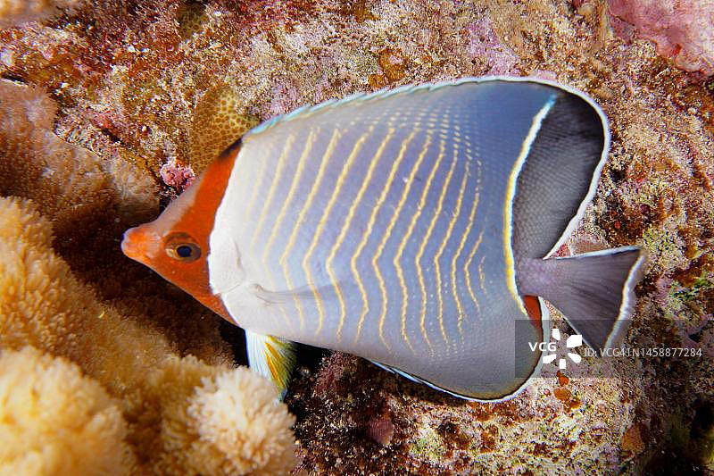 蓝色雪佛龙蝴蝶鱼(毛茛幼虫)。埃及红海Abu Fendera潜水点图片素材