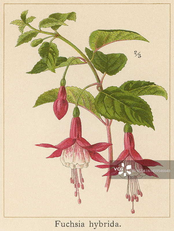 Old chromolithograph illustration of Botany, Fuchsia (Fuchsia ×hybrida)图片素材