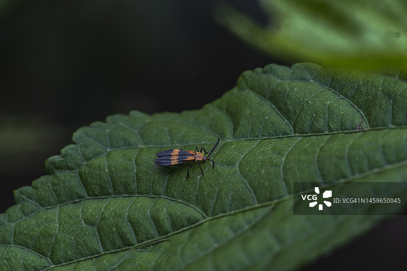 一个黑色和橙色的小虫子在绿叶上的特写镜头图片素材