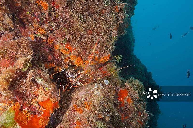 陡峭岩壁上的欧洲多刺小龙虾。潜水地点海洋保护区克鲁斯角，罗萨斯，布拉瓦海岸，西班牙，地中海图片素材