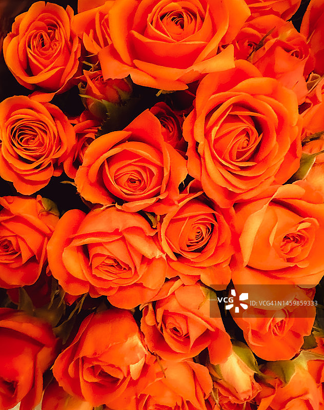 小亮橙色玫瑰的特写图片素材