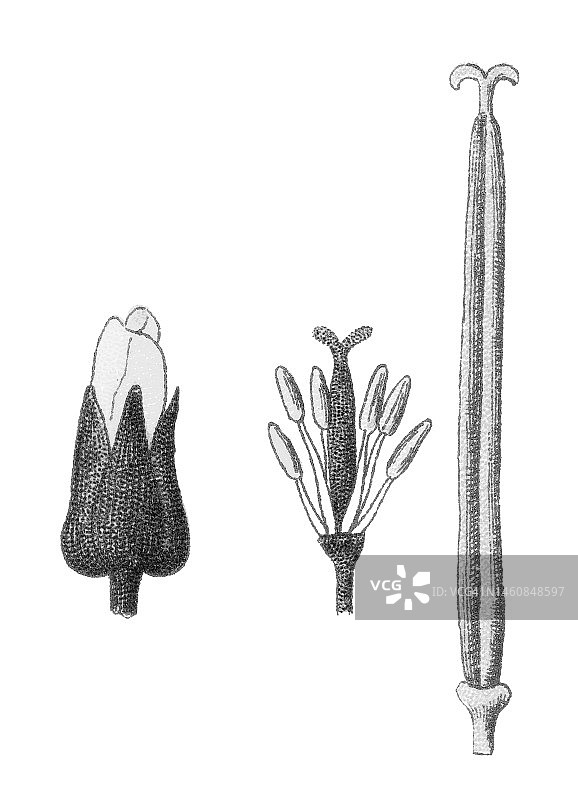 古老的植物学彩色印刷插图，Erysimum cheiri或Cheiranthus cheiri -壁花，开花植物在家庭十字花科(十字花科)，原产于希腊图片素材
