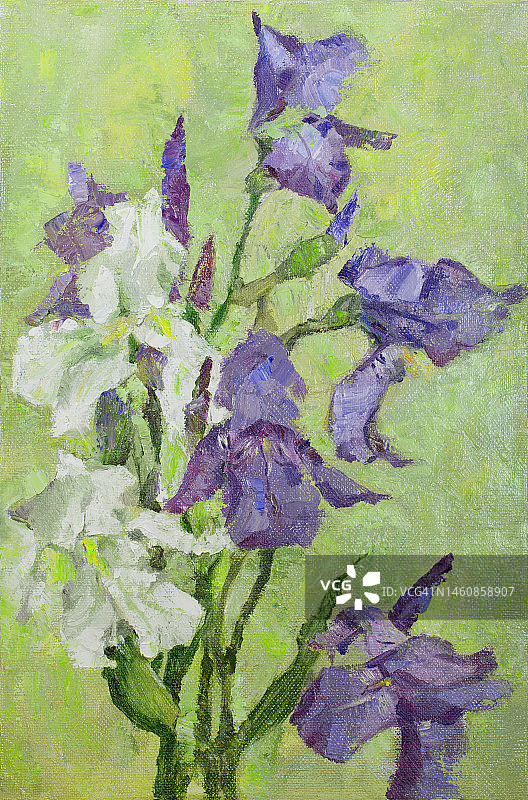 插图艺术作品油画花卉风景盛开的白色和蓝色的鸢尾花图片素材