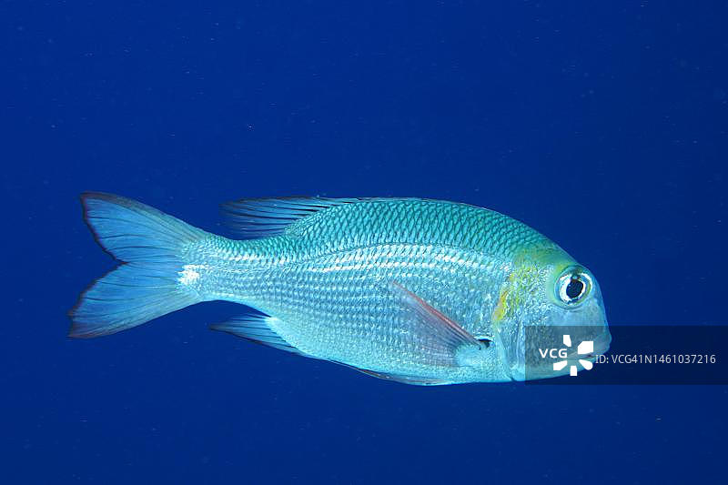 驼背大眼鲷(Monotaxis grandoculis)前面的一个坚实的蓝色背景，裁剪图像。埃及红海代达罗斯暗礁潜水地点图片素材