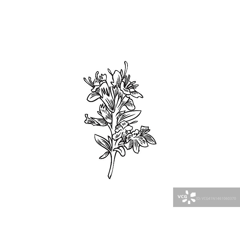 手绘单色百里香植物花素描风格图片素材