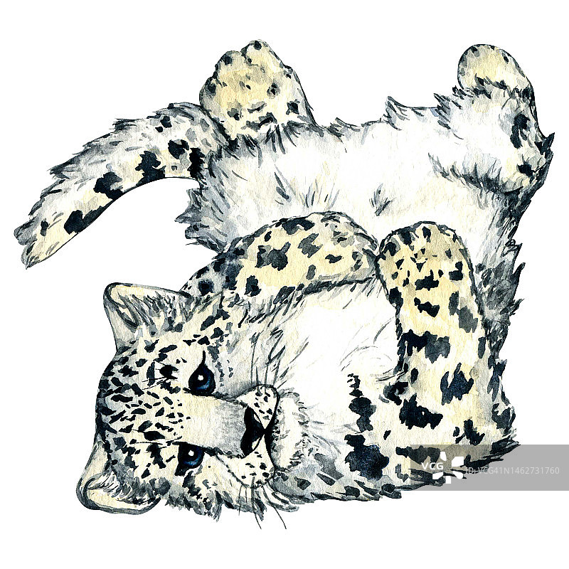 水彩画野生森林动物:雪豹小猫，孤立在白色背景上的irbis。图片素材