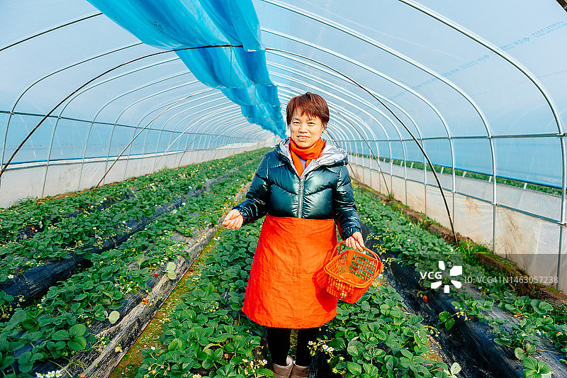 温室里的草莓多得很，亚洲农妇们都很开心——这是家庭工作和生活的快乐图片素材