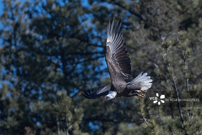 在美国西部科罗拉多州乔治湖附近飞行的秃鹰图片素材