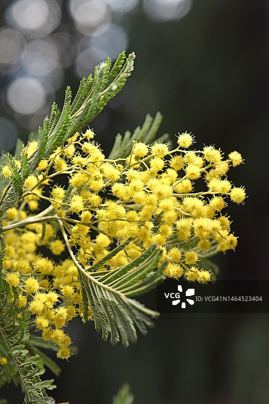 黄色开花植物特写，法国图片素材