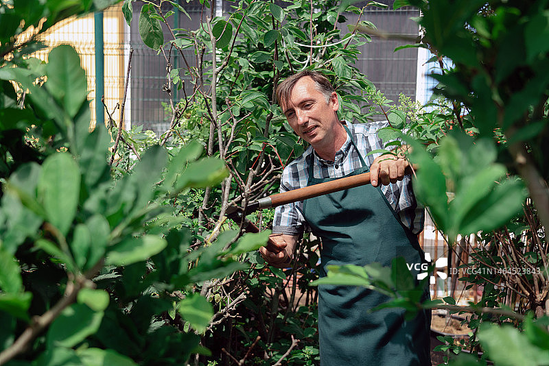 一名男子用花园剪刀在花园里修剪灌木和树木图片素材