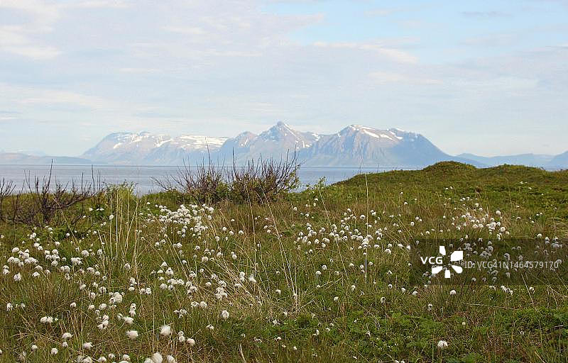 在挪威，斯堪的那维亚的罗弗敦群岛的冻土带上的夏兔尾棉草图片素材