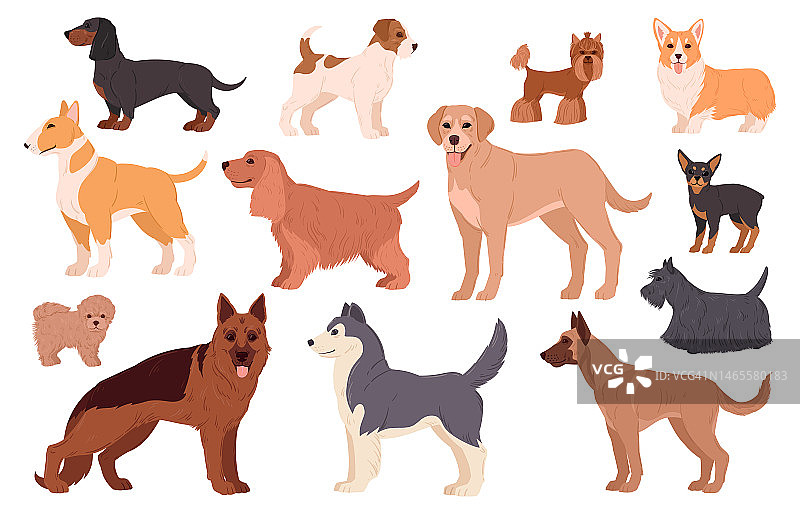 卡通狗品种。拉布拉多，哈士奇，萨摩耶，柯基和腊肠犬幼犬血统，可爱快乐的家庭宠物平面矢量插图集。纯种狗的角色图片素材