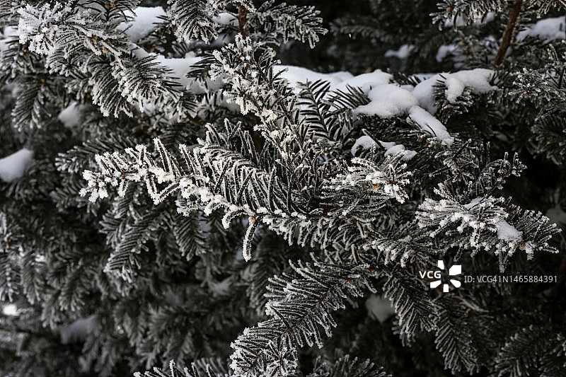 花园里的常青树被白雪覆盖，冬日的美景依旧。图片素材