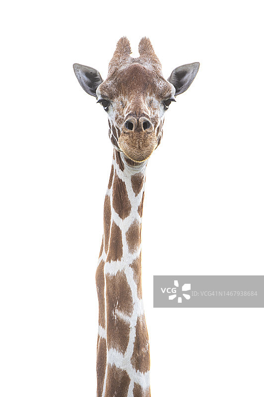 马赛马拉的长颈鹿(Giraffa tippelskirchi)，白色背景图片素材