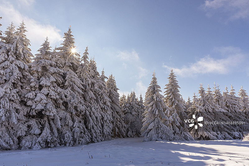 保加利亚维托沙，积雪覆盖的土地上的树木映衬着天空图片素材