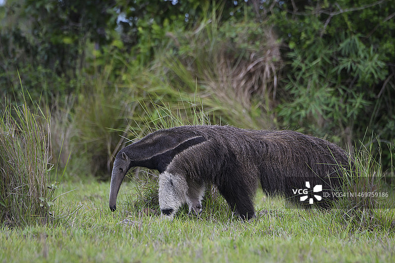 潘塔纳尔草原上的巨食蚁兽(三趾巨食蚁兽)图片素材