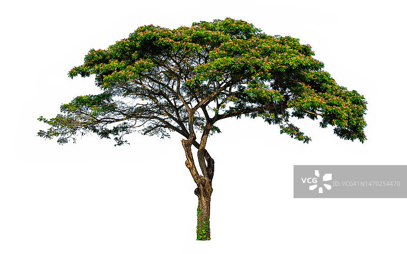 树木孤立在白色背景上。用于设计的热带树木。广告与建筑图片素材