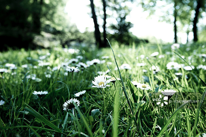 田野上白色开花植物的特写图片素材