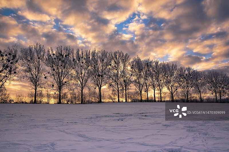 波兰，日落时分，白雪覆盖的田野上的树木映衬着天空图片素材