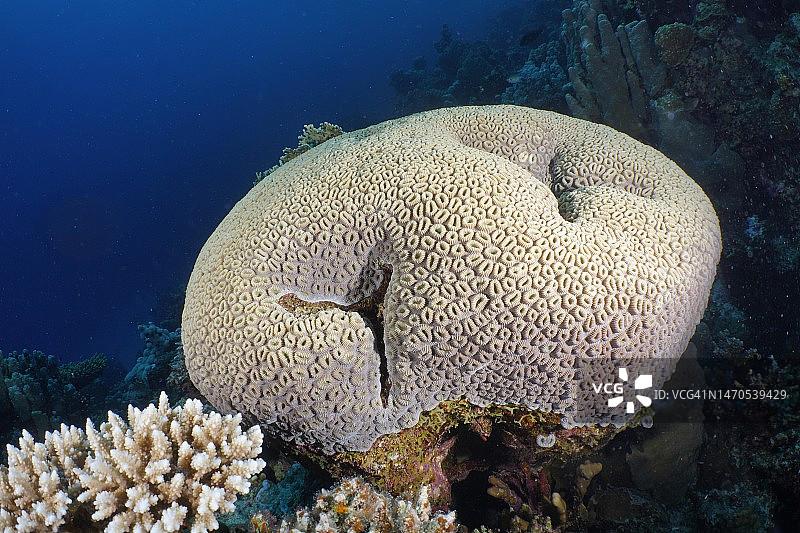 钮扣星珊瑚(Favia favus)，潜水地点房子礁，红树林湾，El Quesir，红海，埃及图片素材