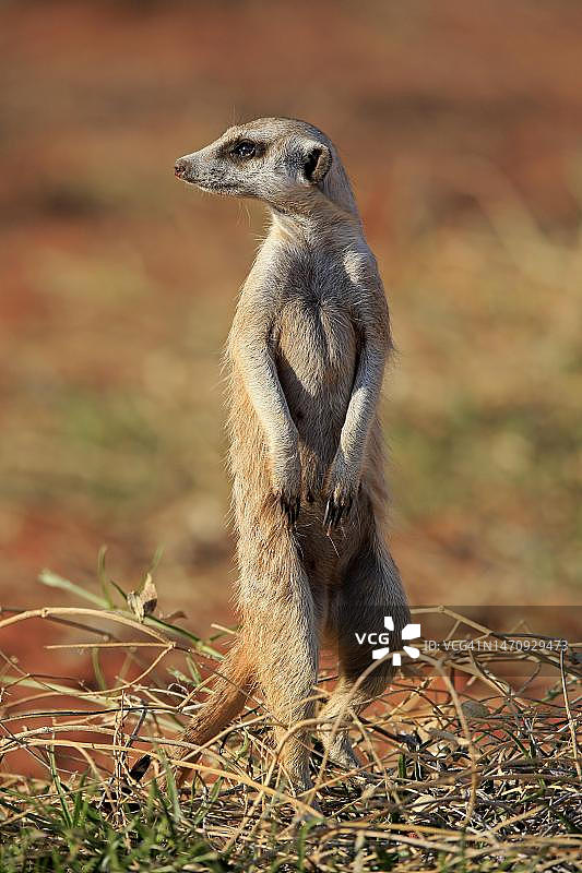 猫鼬(Suricata suricatta)，猫鼬，成年，直立，警惕，警戒，茨瓦鲁野生动物保护区，卡拉哈里，北开普，南非图片素材
