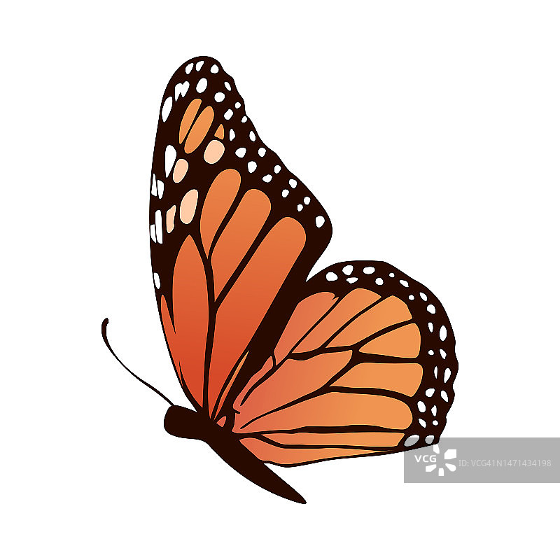 现实的蝴蝶矢量插图设计图片素材