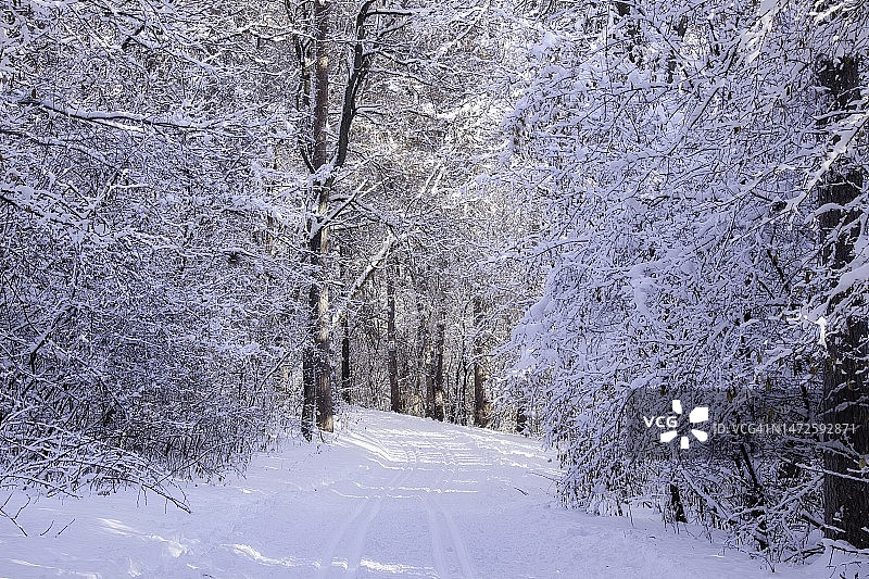美国明尼苏达州瓦德尼斯高地，冬季森林中的树木图片素材