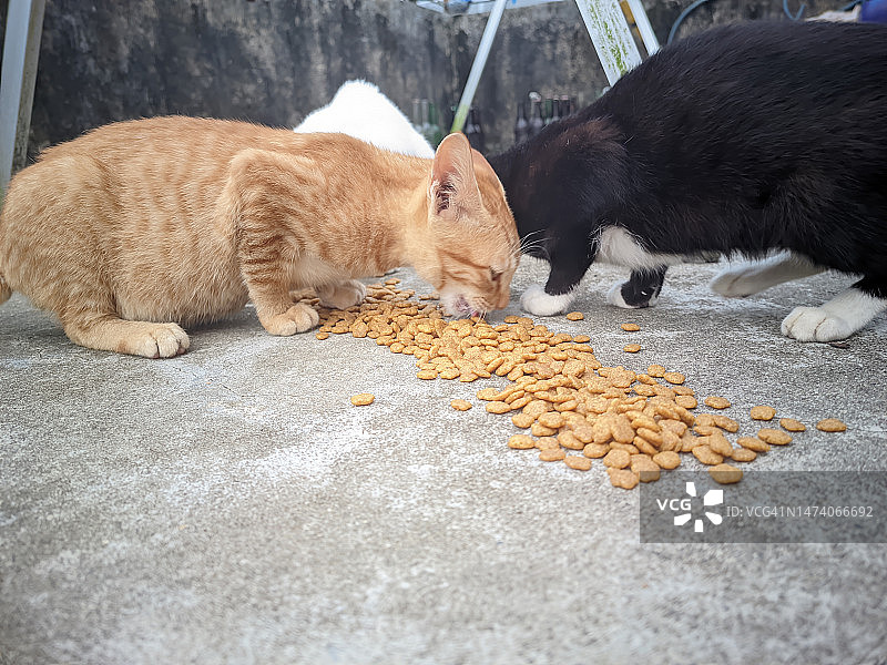 一群家猫正在地板上吃早餐，金枪鱼干猫粮，富含蛋白质和营养图片素材