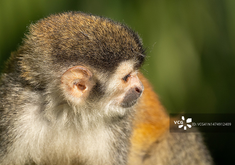 哥斯达黎加太平洋海岸曼努埃尔·安东尼奥国家公园的野生松鼠猴图片素材