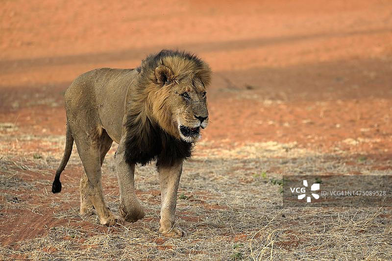 狮子(Panthera leo)，成年，雄性，跟踪，奔跑，警觉，茨瓦鲁野生动物保护区，卡拉哈里，北开普，南非图片素材