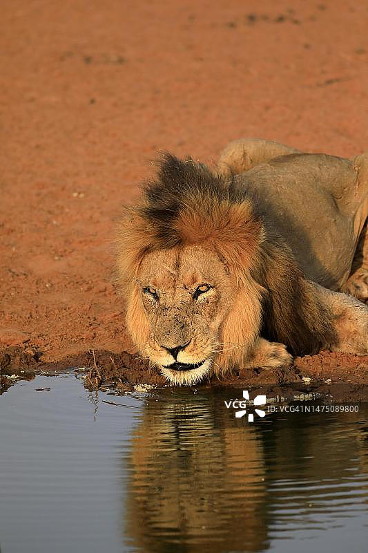 狮子(美洲豹)，成年，雄性，肖像，在水里，喝水，茨瓦鲁野生动物保护区，卡拉哈里，北开普，南非图片素材