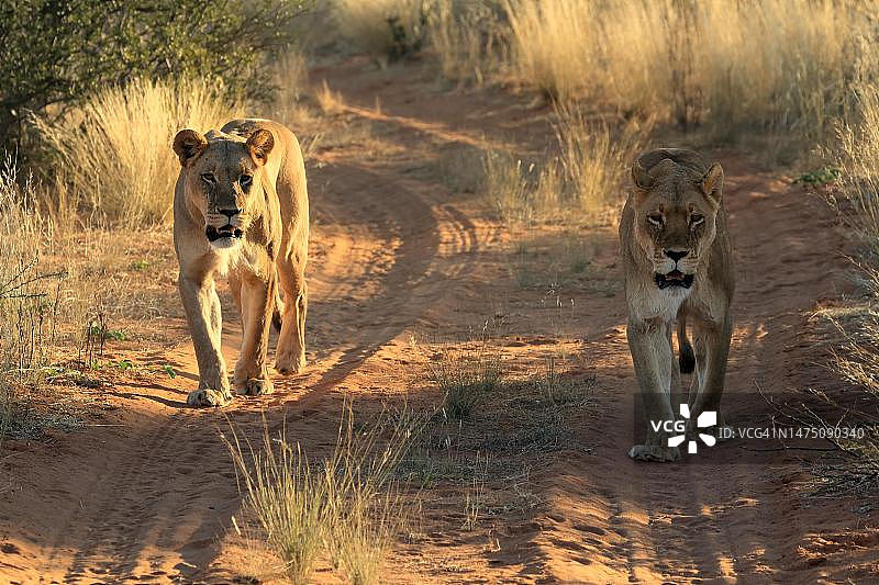 狮子，成年，雌性，两，警觉，奔跑，南非北开普喀拉哈里，茨瓦鲁野生动物保护区图片素材