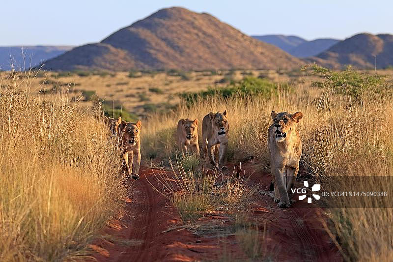狮子(Panthera leo)，成年，雌性，群体，警觉，奔跑，茨瓦鲁野生动物保护区，卡拉哈里，北开普，南非图片素材