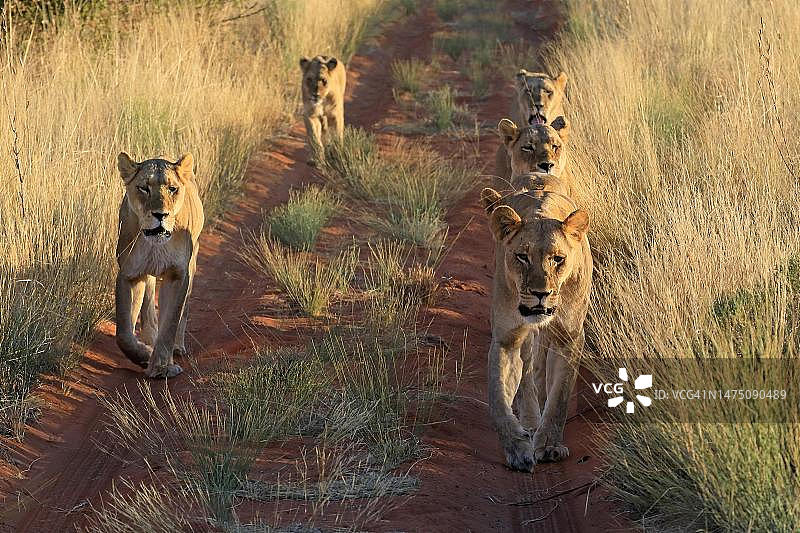 狮子(Panthera leo)，成年，雌性，群体，警觉，奔跑，茨瓦鲁野生动物保护区，卡拉哈里，北开普，南非图片素材
