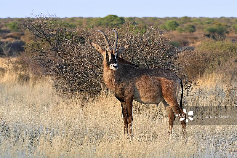 南非北开普省喀拉哈里省，茨瓦鲁野生动物保护区，成年、警觉的马羚图片素材