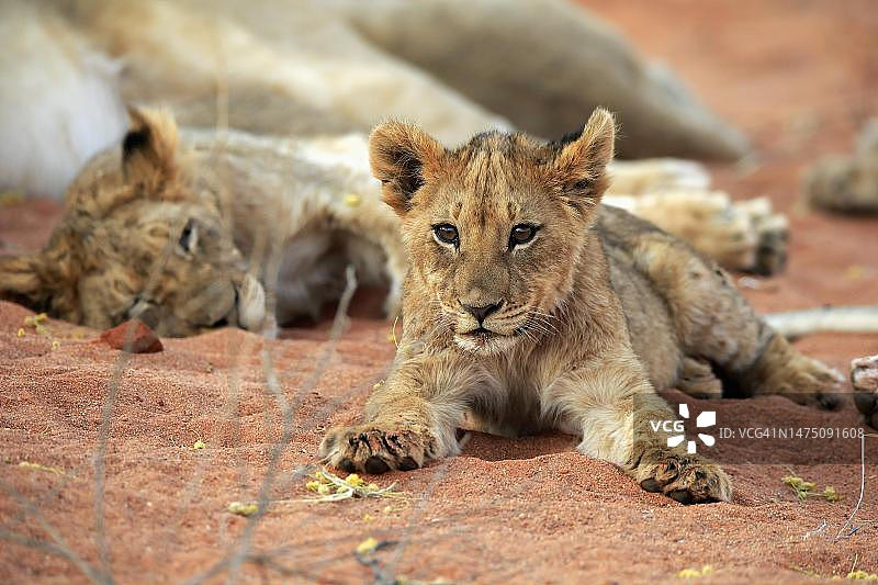 狮子(美洲豹)，年轻，休息，机警，群体，茨瓦鲁野生动物保护区，卡拉哈里，北开普，南非图片素材