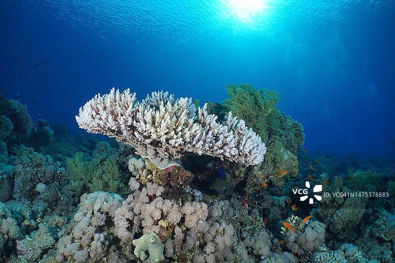 背光下的法老鹿角珊瑚(Acropora法老)。潜水地点蒂朗海峡，西奈，埃及，红海图片素材