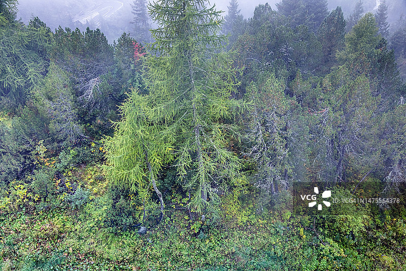 瑞士格劳宾登，多雾天气的常绿松树图片素材